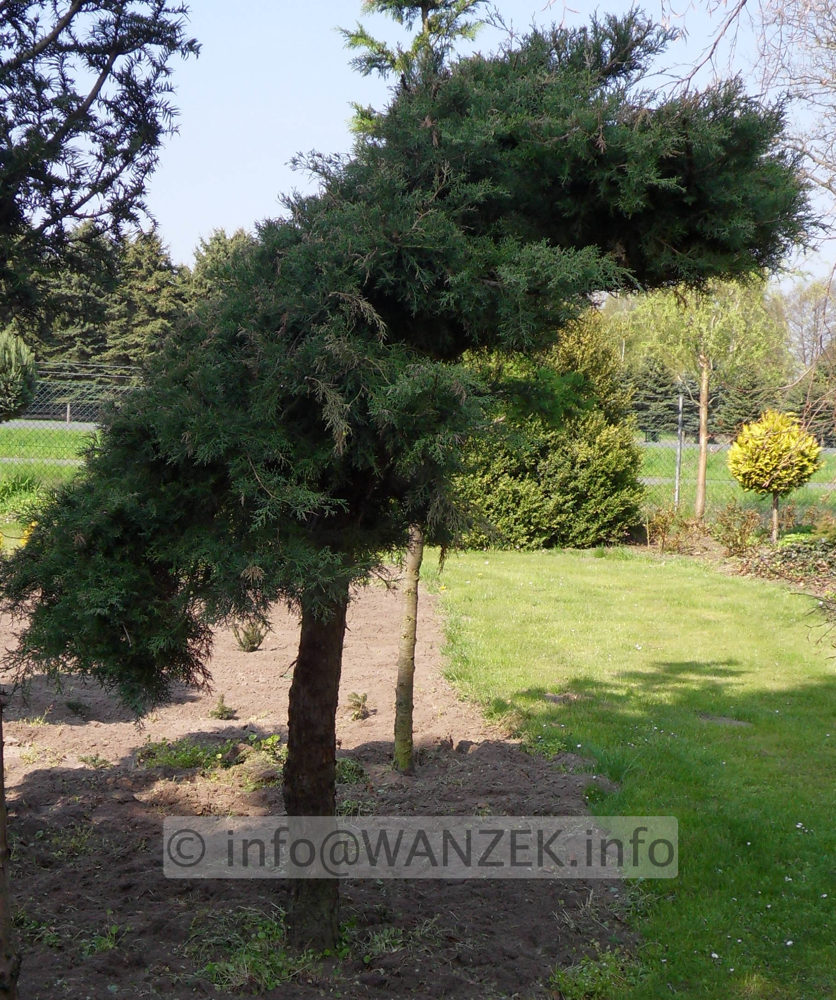 Juniperus virginiana Blue Mountain Dach1.jpg